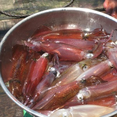 mực nháy nhúng mẻ